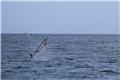 Dolphin watching excursion