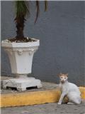 Cat in Casco Viejo