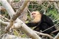 Monkey seen from Gatun Lake