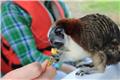 A fellow passenger feeds a monkey