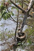 Sloth at San Lorenzo National Park
