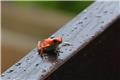 Poison dart frog