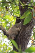 Zapatillas Islands Excursion: sloth island