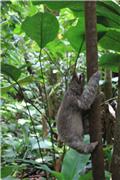 Sloth seen on Chocolate Farm Tour