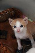 Baby kitten at Bahia Honda School
