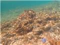 Zapatillas Islands Excursion: Isla Bastimento snorkeling