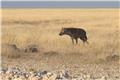 Hyena
