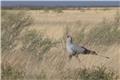 Secretarybird