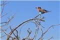 Lilac-breasted Roller