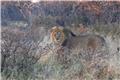 Lion at the lodge's game reserve