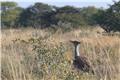 Kori Bustard