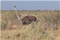 Ostrich