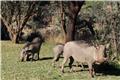 Warthogs
