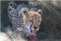 Carnivore Feeding Tour: Cheetah