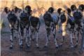 Carnivore Feeding Tour: African Wild Dogs