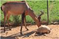 Behind the Scenes Tour: Elsa the Hartebeest with Tortoise