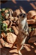 Behind the Scenes Tour: Meerkat