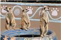 Behind the Scenes Tour: Meerkat