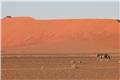 Oryx by the dunes