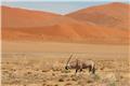 Oryx by the dunes