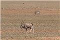 Oryx and zebra en route to Swakopmund