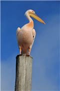 Pelican