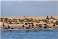 Cape Cross seal colony