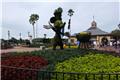 Mickey topiary