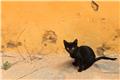 Goree Island cat