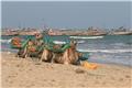 Camels at the beach