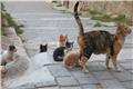 Kitten family near my riad