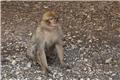 Barbary ape
