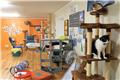 Barista Cats cat cafe