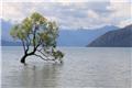 That Wanaka Tree