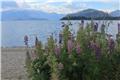 Lake Wanaka