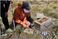 Alpine Lakes Heli Hike- stoat found in trap