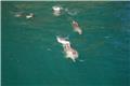Milford Sound cruise: dolphins