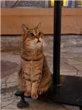 Gli, the Hagia Sophia cat