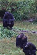 Ngamba Island Chimpanzee Sanctuary